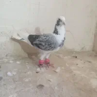 کبوتر پشت گراف نر. پرپری