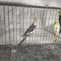 تعدادی عروس سالم و سرحال