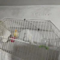 قناری آواز خوان