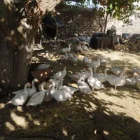 غاز همگی سرحال و اورگانیک|حیوانات مزرعه|روانسر, |دیوار