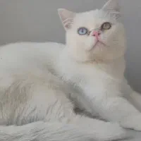گربه میکس اسکاتیش پرشین سفید چشم دورنگ