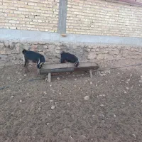 بز کهره دار|حیوانات مزرعه|کوار, |دیوار