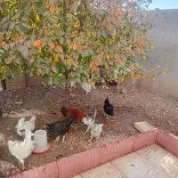 فروش مرغ و خروس