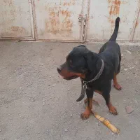 رتوایلر نر|سگ|تهران, آذری|دیوار