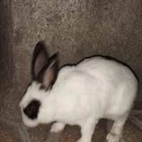 فروش خرگوش نر