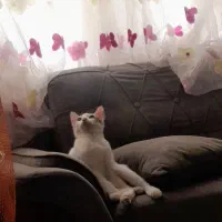گربه نر پنج ماهه خانگی واگزاری رایگان