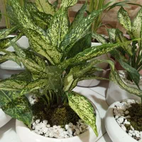 گل های خاص برا روزهای خاص. کادوی روز مادر