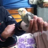 عروس هلندی  نر