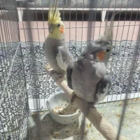 عروس هلندی بازیگوش|پرنده|خوی, |دیوار