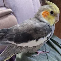 عروس هلندی گم شده