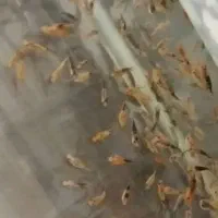 ماهی فلاور بزرگ و مولی مولد|ماهی|گراش, |دیوار