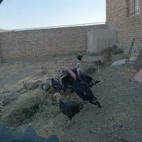 بوقلمون محلی
