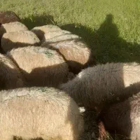 ۳۰راس بره پروار