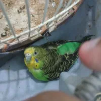 مرغ عشق سبز