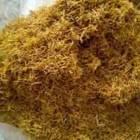 ریشه زعفران و پرچم زعفران100کیلو|خوردنی و آشامیدنی|تهران, افسریه جنوبی|دیوار