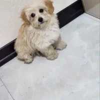 شیتزو|سگ|اسلام‌شهر, شهرک امام حسین (میان آباد)|دیوار