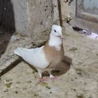 کله پرشتی|پرنده|خرم‌آباد, |دیوار