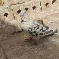 سوسکی سیاه|پرنده|تربت‌حیدریه, جانبازان|دیوار