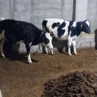 دوراس گوساله ماده برای نگهداری