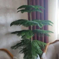 فروش کاج مطبق بلند و زیبا