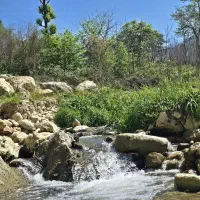 320-متر-زمین-جنگلی-سند-شش-دانگ