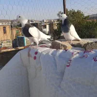 یه جفت طوقی. پشتار. سبز