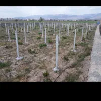 فنس کشی برادران باری
