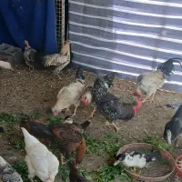 خروس محلی اصیل مرغ لاری نژاد افغان