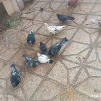 جابه جایی منزل
