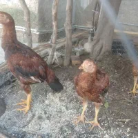 خروس و مرغ لاری