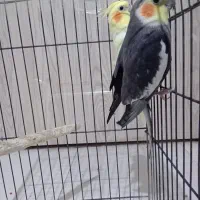 جفت عروس هلندی|پرنده|بندرعباس, |دیوار