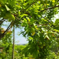 باغ ویلا|فروش خانه و ویلا|رشت, لاکان|دیوار
