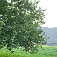 زمین-فروشی-سربیژن