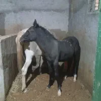 اسب کره مادیون|حیوانات مزرعه|مبارکه, |دیوار