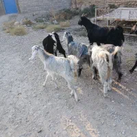 فروش ۵ عدد کهره ماده
