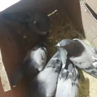 20عددکبوتر|پرنده|بندرعباس, |دیوار