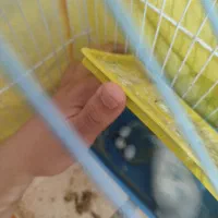 جفت عشق|پرنده|سیرجان, |دیوار