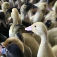 هزار عدد جوجه  اردک