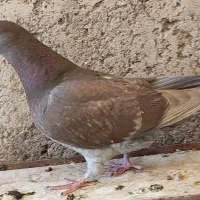 شامی سرکه ای|پرنده|اقبالیه, |دیوار