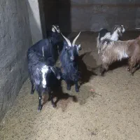 فروش بزبزغاله دار شیرا|حیوانات مزرعه|قاهان, |دیوار