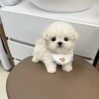 سگ جیبی maltese|سگ|تهران, مرزداران|دیوار