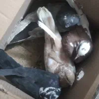 ۴تا کفتر ۳۰۰۰۰۰