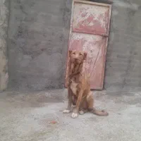 ماده سالم آماده جفت.گیری