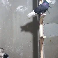 پلنگ ماده|پرنده|بم, |دیوار