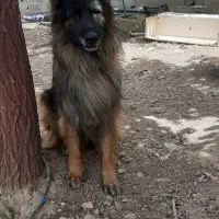 ژرمن شیپرد نروماده بلک وبلک فیس|سگ|تهران, مسعودیه|دیوار