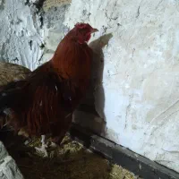 خروس|حیوانات مزرعه|جوانرود, |دیوار