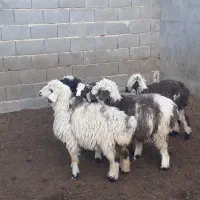 بره ماده،میش،بز،بزغاله|حیوانات مزرعه|مبارکه, |دیوار