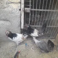 تخم مرغ سبز وبرهما نطفه داروکرک شو وجوجه|حیوانات مزرعه|سیرجان, |دیوار