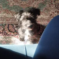 سگ پامر ماده