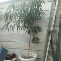 امستل بزرگ|گل مصنوعی|کرج, بنیاد|دیوار